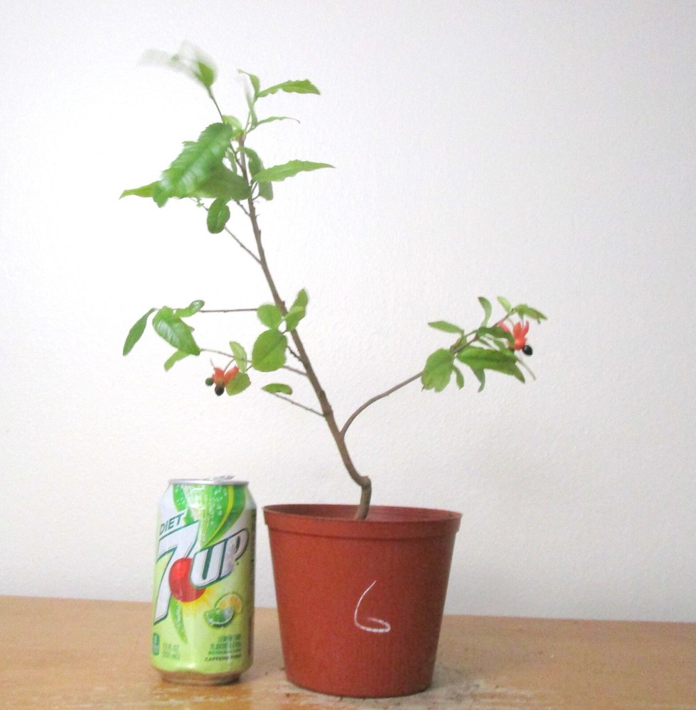 Mickey Mouse flowering bonsai tree ideal for unique shohin mame styles #6  