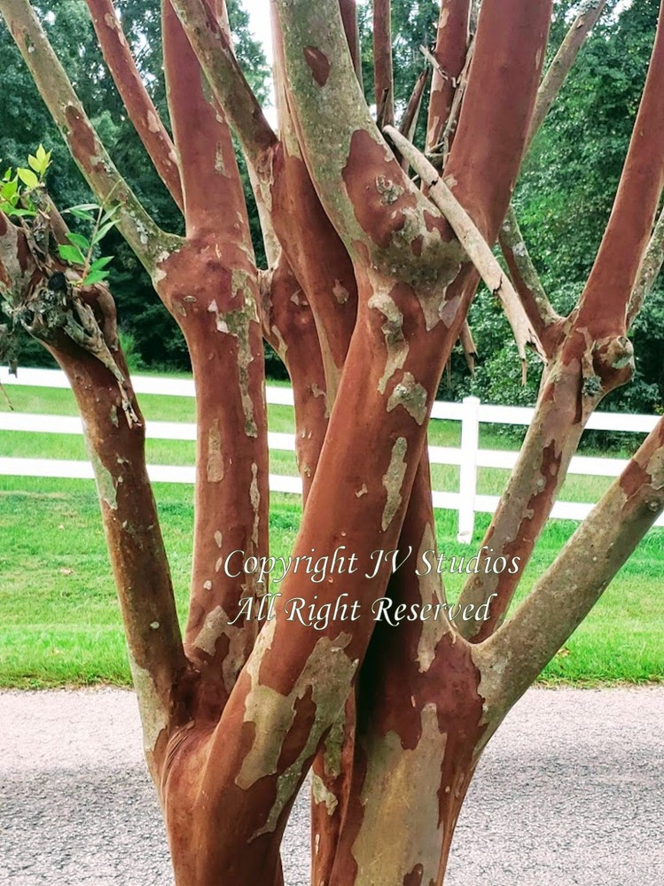 20 Seeds Lagerstroemia indica Tree Pink Crepe Mytle Overstock Price