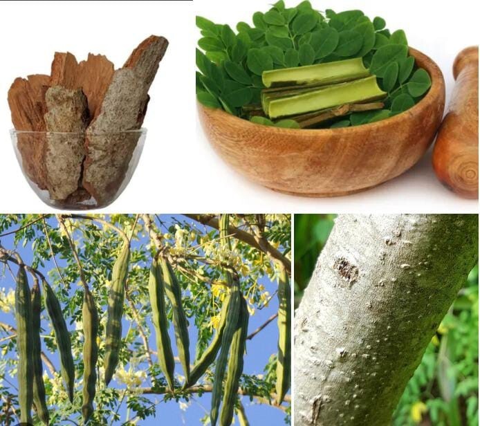 Ceylon Herbal Murunga Bark Dried ( Moringa oleifera ) Free Shipping 50g / 1.76oz