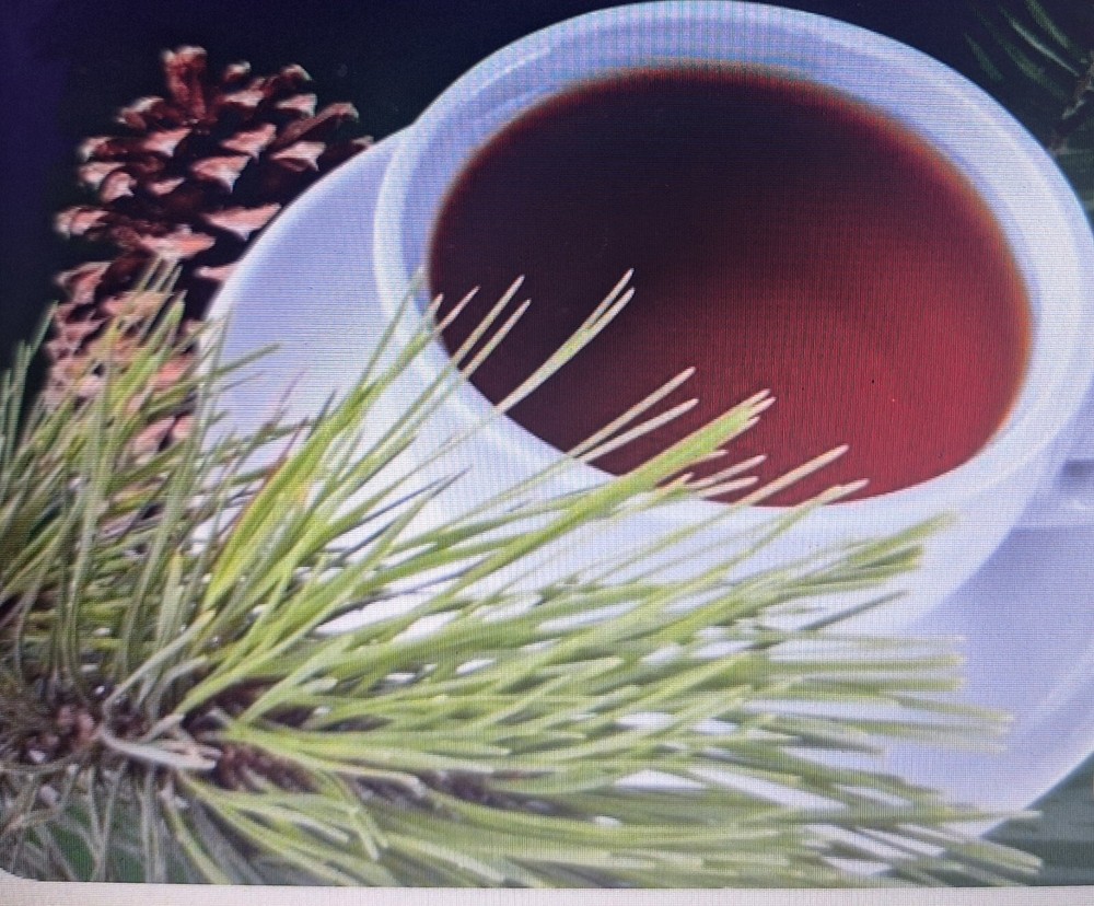 Organic Wildcrafted Pine Needle Tea - 100g Freshly Dried