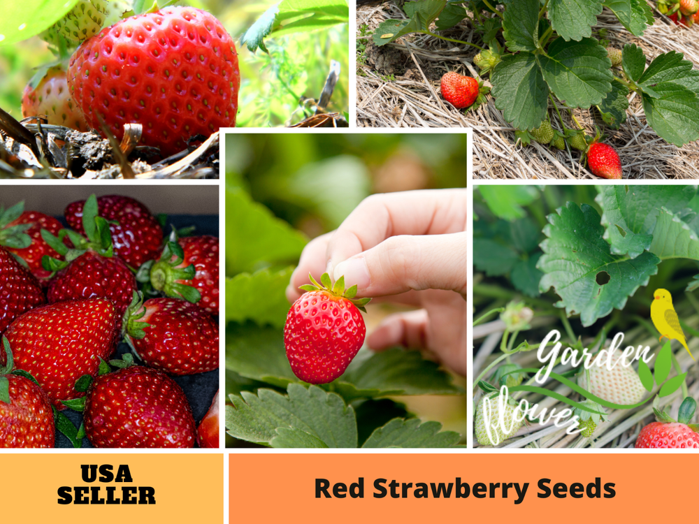 110 seeds| Red Strawberry Fruit Seeds  #5006