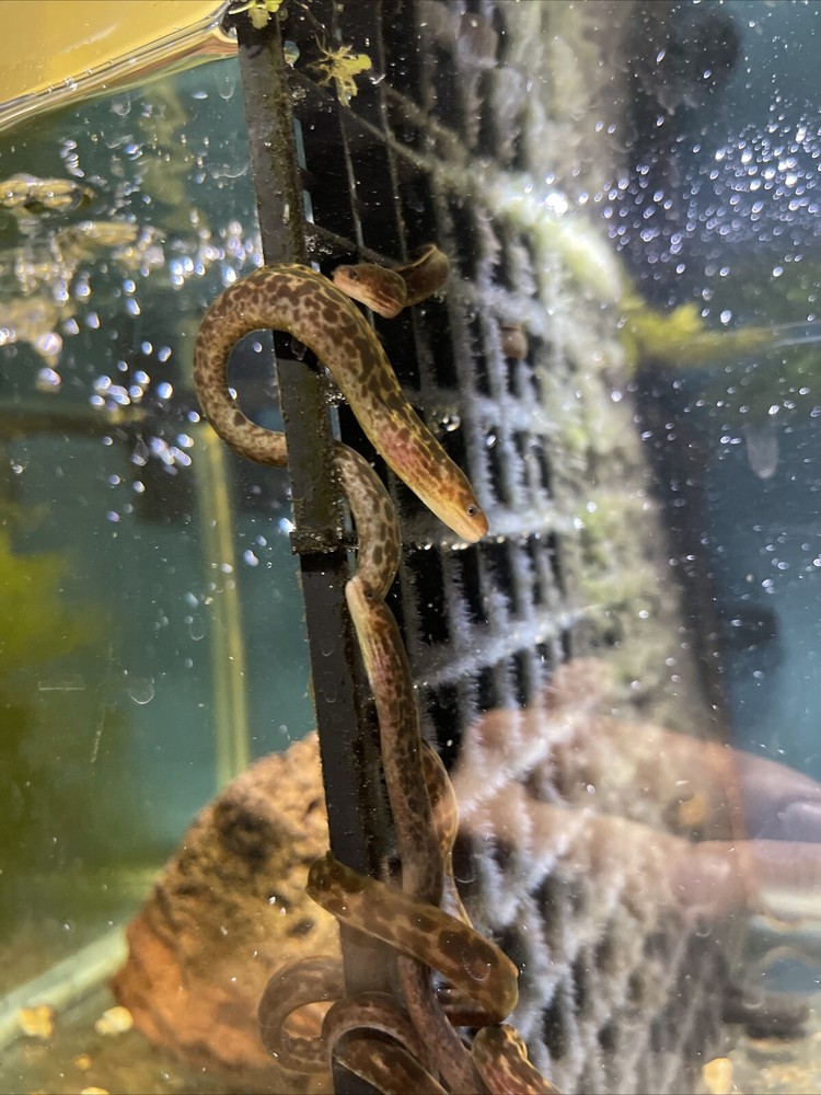 True Freshwater Tiger Eels 10-12” Gymnothorax polyuranodon