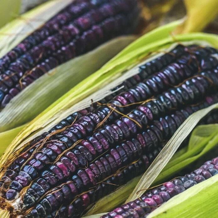 50pcs Blue Corn Heirloom Seeds - Non-GMO, Open-Pollinated, Flour Corn