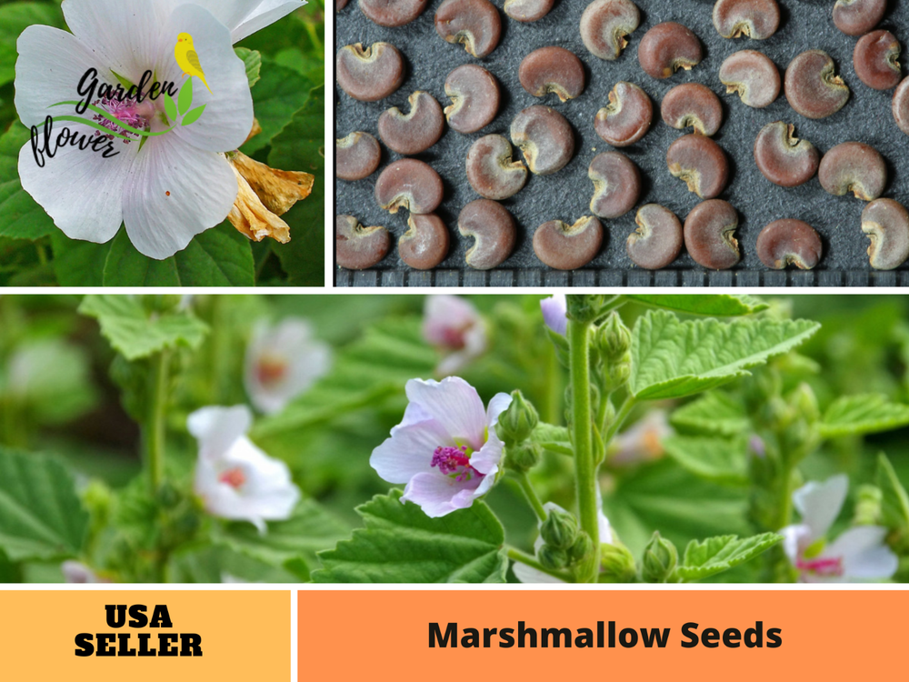 30 seeds| Marshmallow Flower seeds   #6002