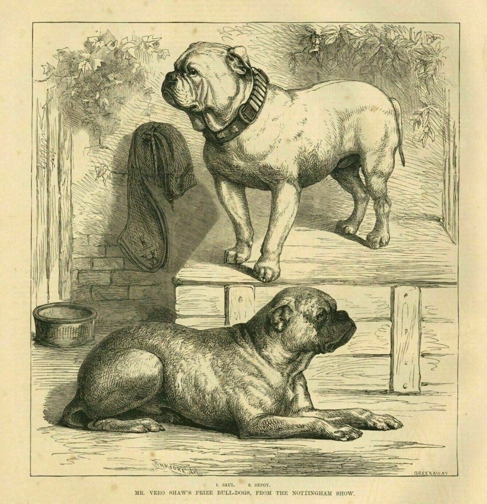 DOG SHOW BULLDOGS MR. VERO SHAW'S PRIZE BULL-DOGS FROM THE NOTTINGHAM DOG SHOW