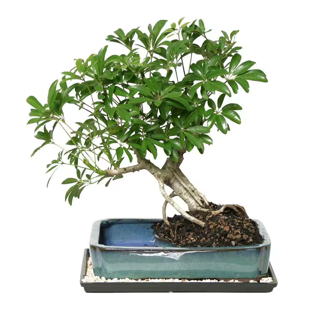 Dwarf Hawaiian Umbrella Bonsai Tree in Ceramic Pot