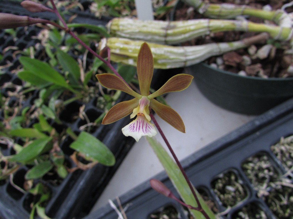 Encyclia John Clark Cargill -NEW cattleya orchid