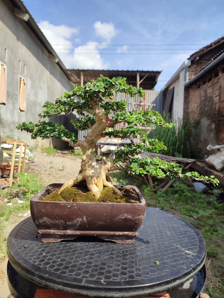 Premna Microphylla Bonsai Tree with Aged Character and Natural Growth