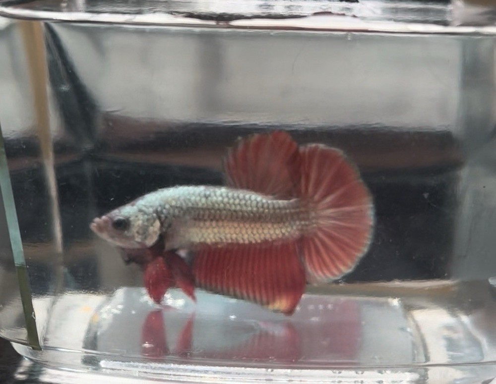 Vibrant Red Cuper Betta Fish for Aquariums