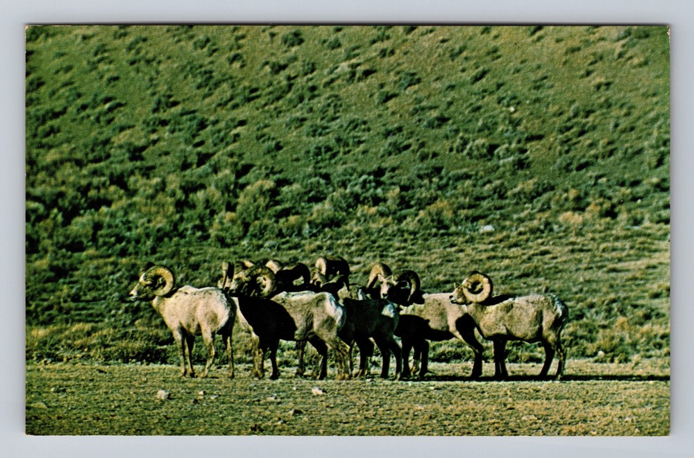 Wyoming WY Big Horn Rams Game Animals Vintage Postcard Souvenir Postal Post PC