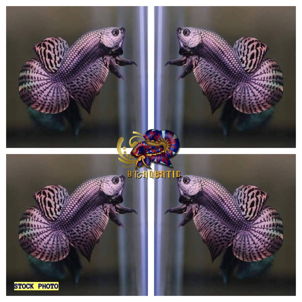 1 Male -Live Betta Fish High Quality Wild Betta Alien Copper - USA Seller