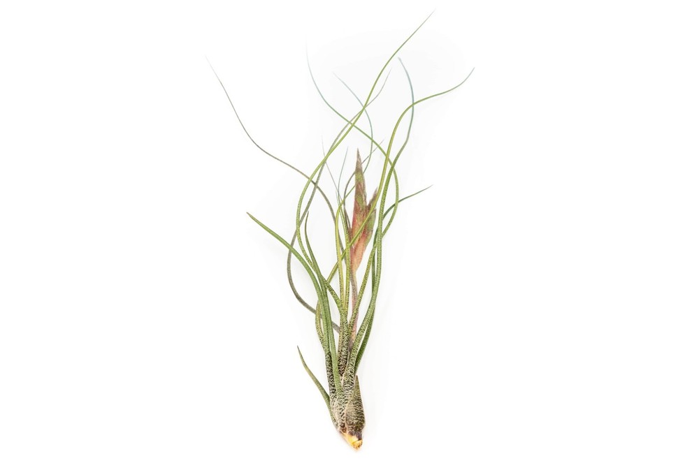 Large Tillandsia Butzii Air Plants 5–8