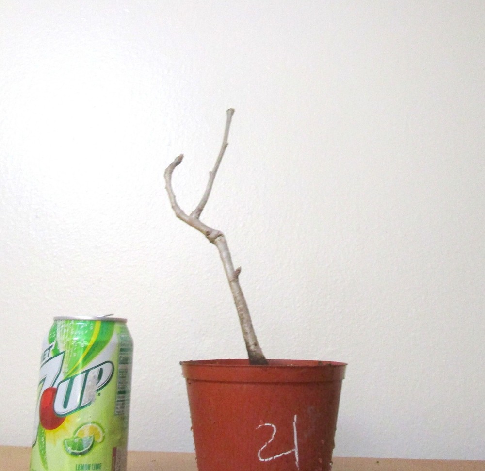 Gingko Biloba for mame shohin bonsai tree #21