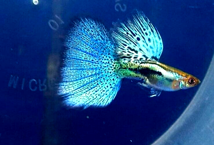 USA SELLER 1 TRIO BLUE GRASS Live Guppy Fish High Quality HIGH Grade A+++