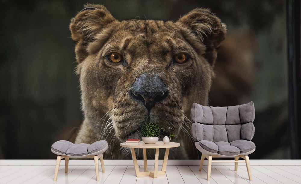3D Lion Animal Close-up Wall Murals Wallpaper Murals Wall Sticker