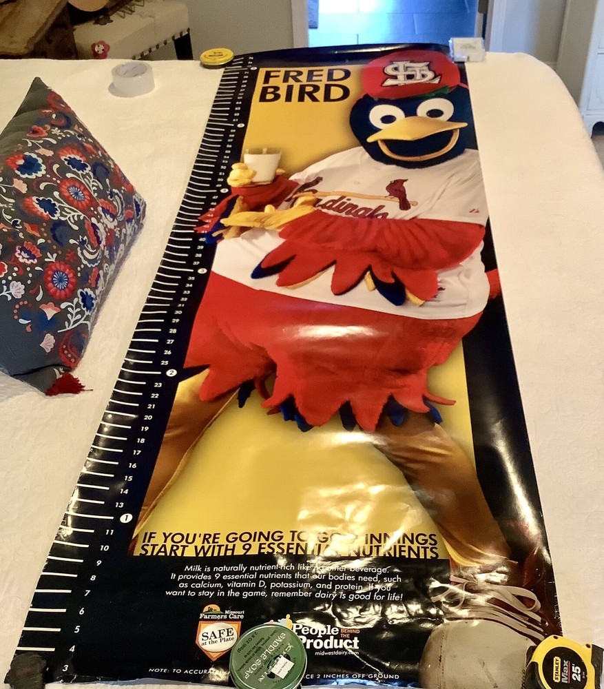 Rare 2011 St. Louis Cardinals Fred Bird Growth Chart Poster Advertising 75”X 26”