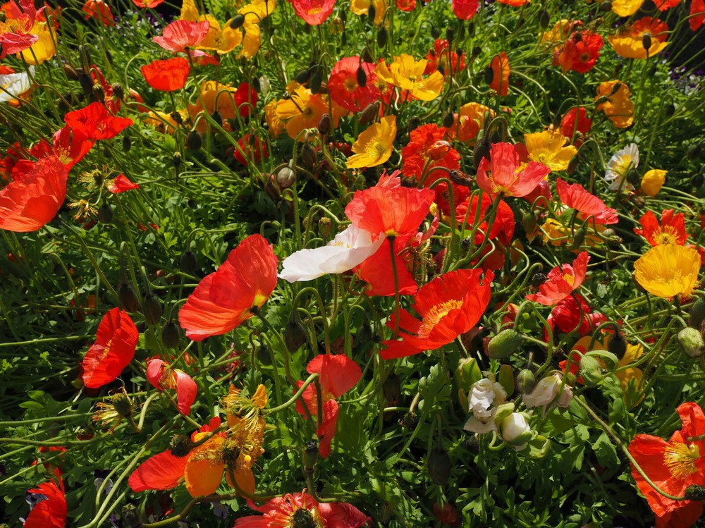 100 Organic Iceland Poppy Orange Wildflower Seeds for Vibrant Garden Blooms in Bulk Seed Pack