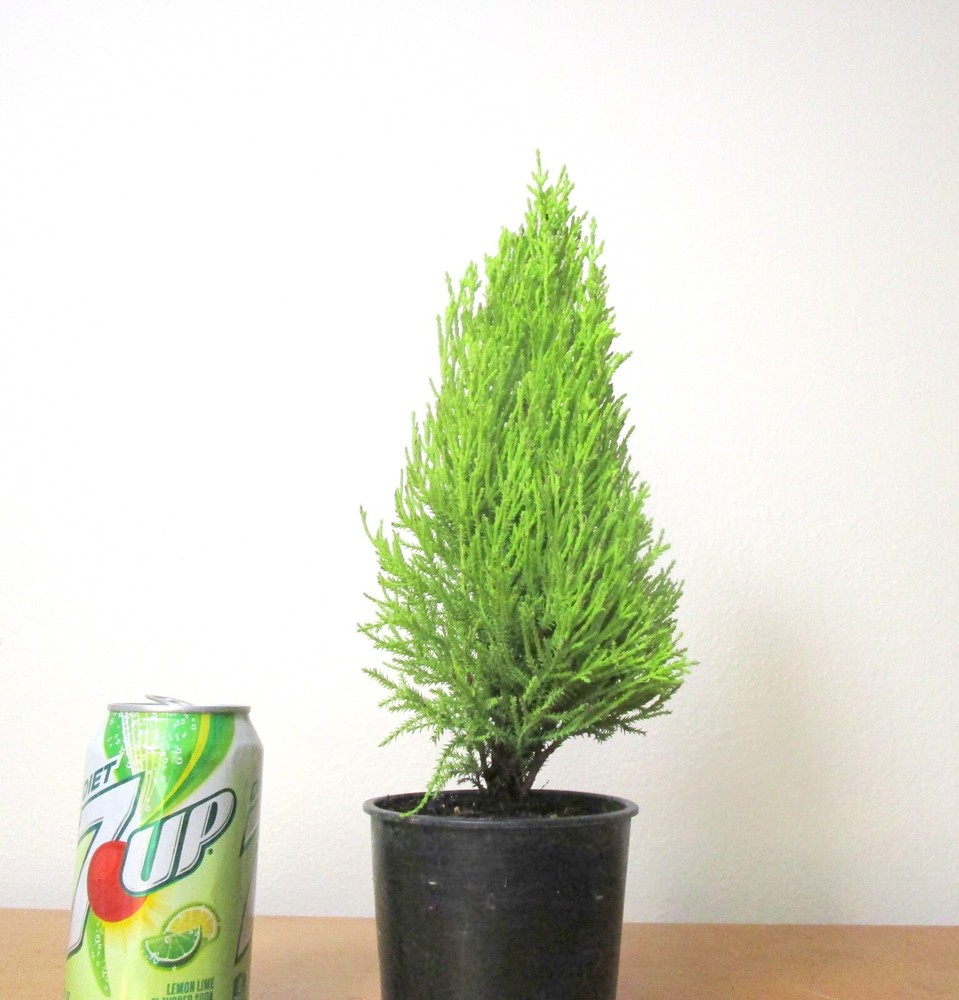 Dwarf Monterey cypress for mame shohin bonsai tree multiple listing