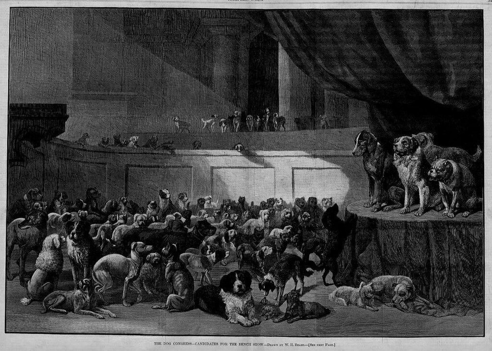 DOG CONGRESS CANDIDATES FOR BENCH SHOW DOG BREEDS ST. BERNARD POODLE HOUND BOXER