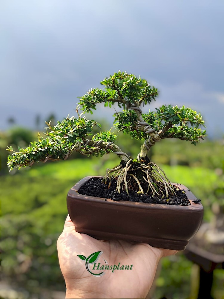 Actual plant Bonsai Desmodium micro vietnam bonsai tree