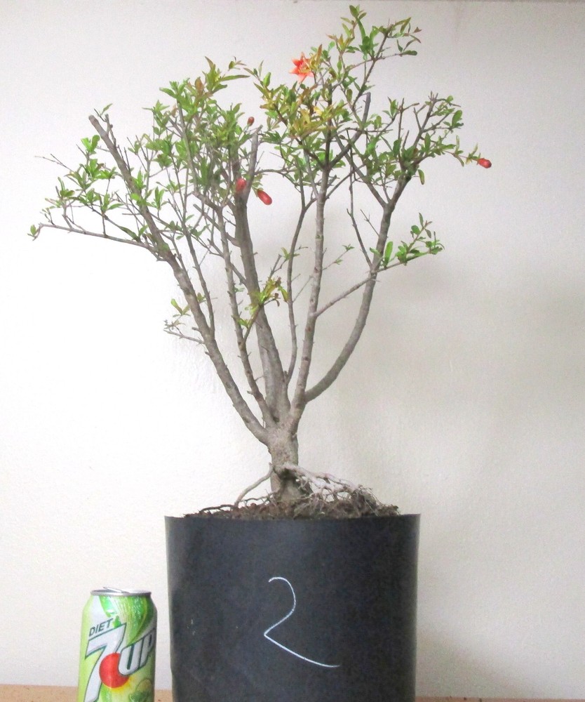 Huge dwarf pomegranate bonsai tree with thick trunk #2