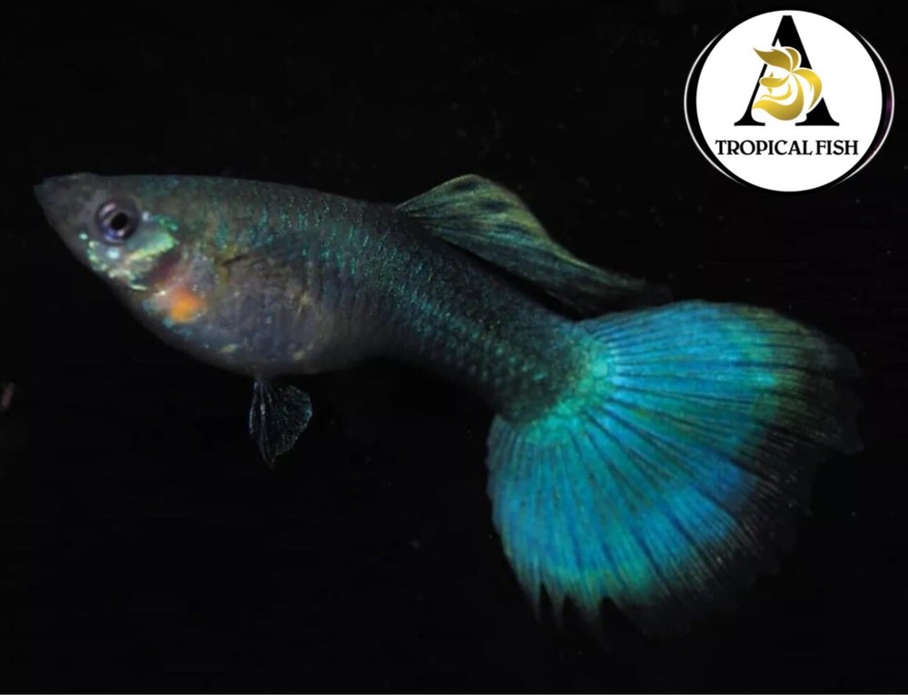 1x Female - Live Aquarium Guppy Fish High Quality - Green Moscow Fancy VIP - A++