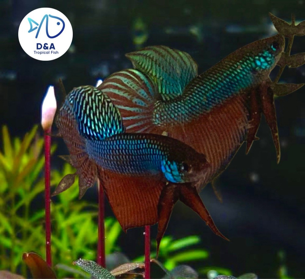 Live Male Betta Fish - Wild Alien Blue Green Guitar High Quality