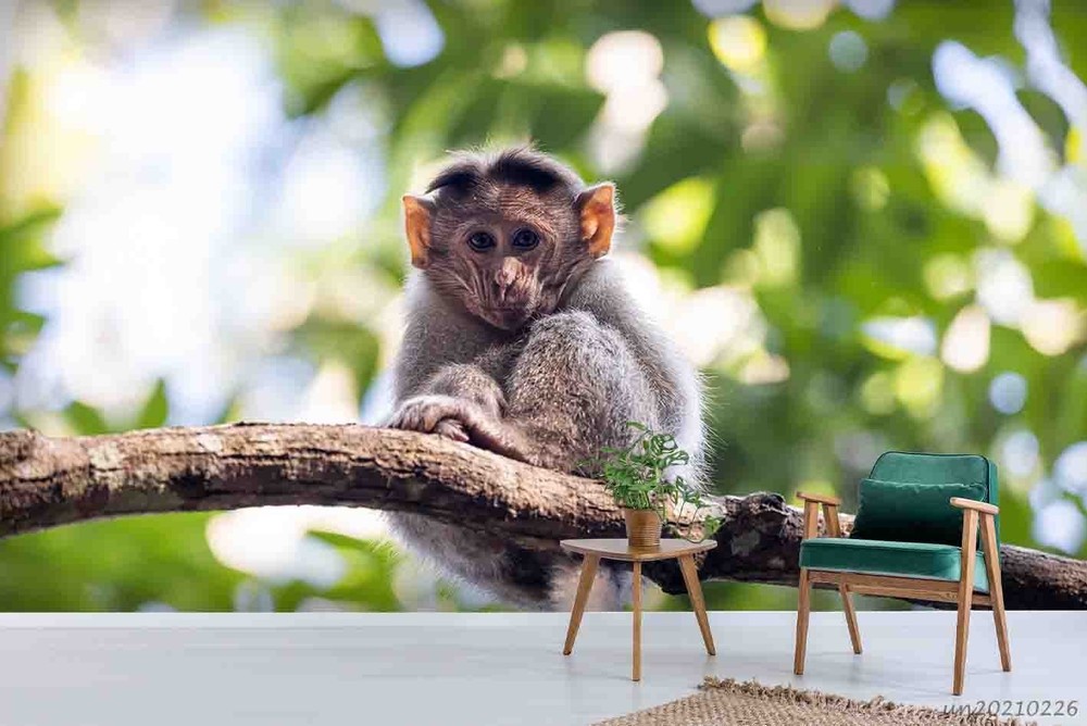 3D Monkey Animal Close-up Wall Murals Wallpaper Murals Wall Sticker 2
