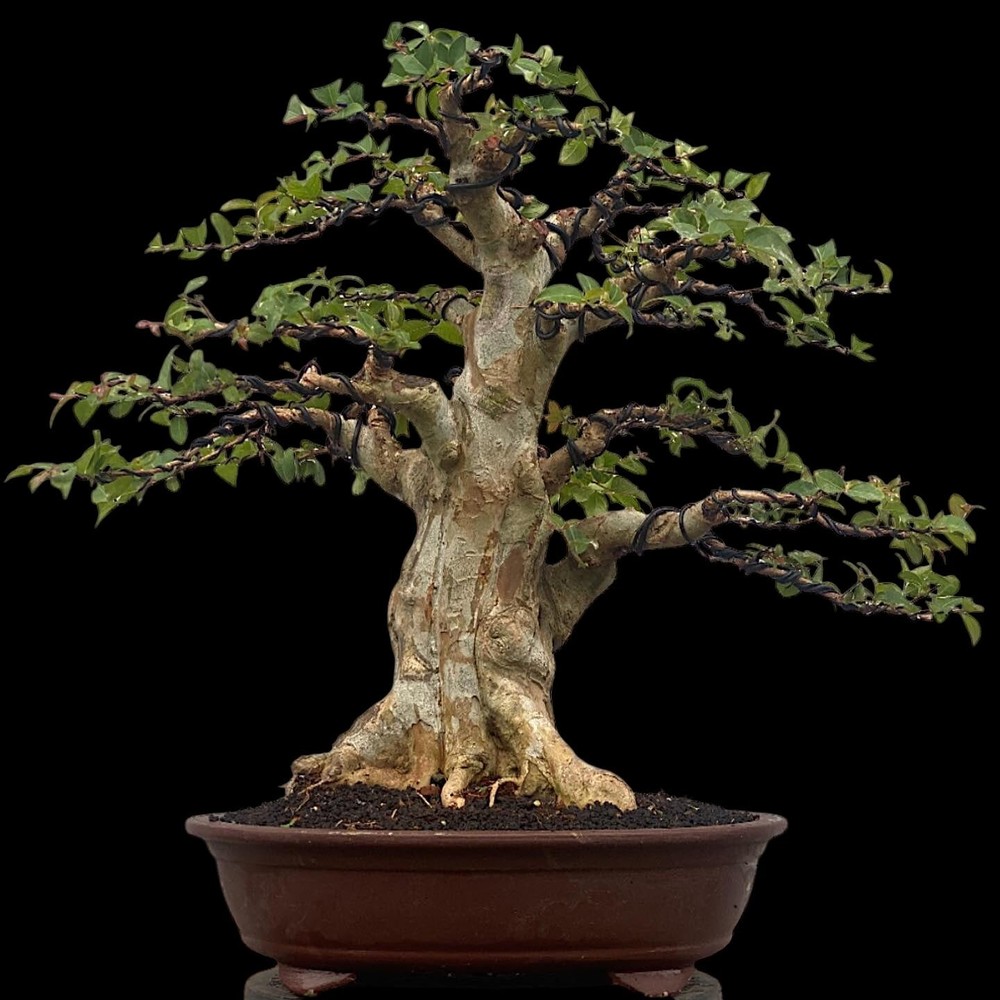 Actual plant Bonsai Fukien tea - ehretia microphylla old bonsai tree