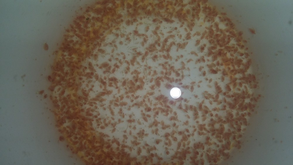 200+ Live Daphnia Magna (Clean Indoor Culture) FREE PRIORITY SHIPPING
