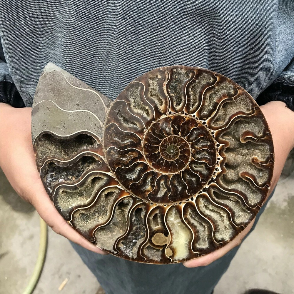 300g+ top! Natural ammonite fossil conch Crystal specimen healing 1PC