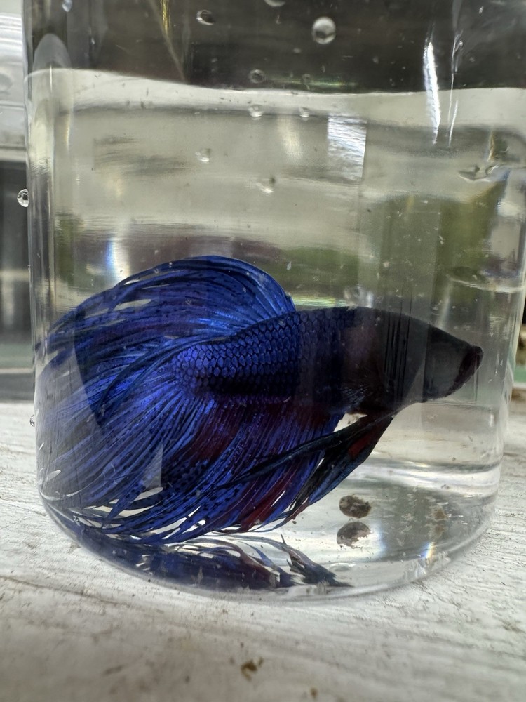 Vibrant Crown Tail Male Betta Live Aquarium Fish