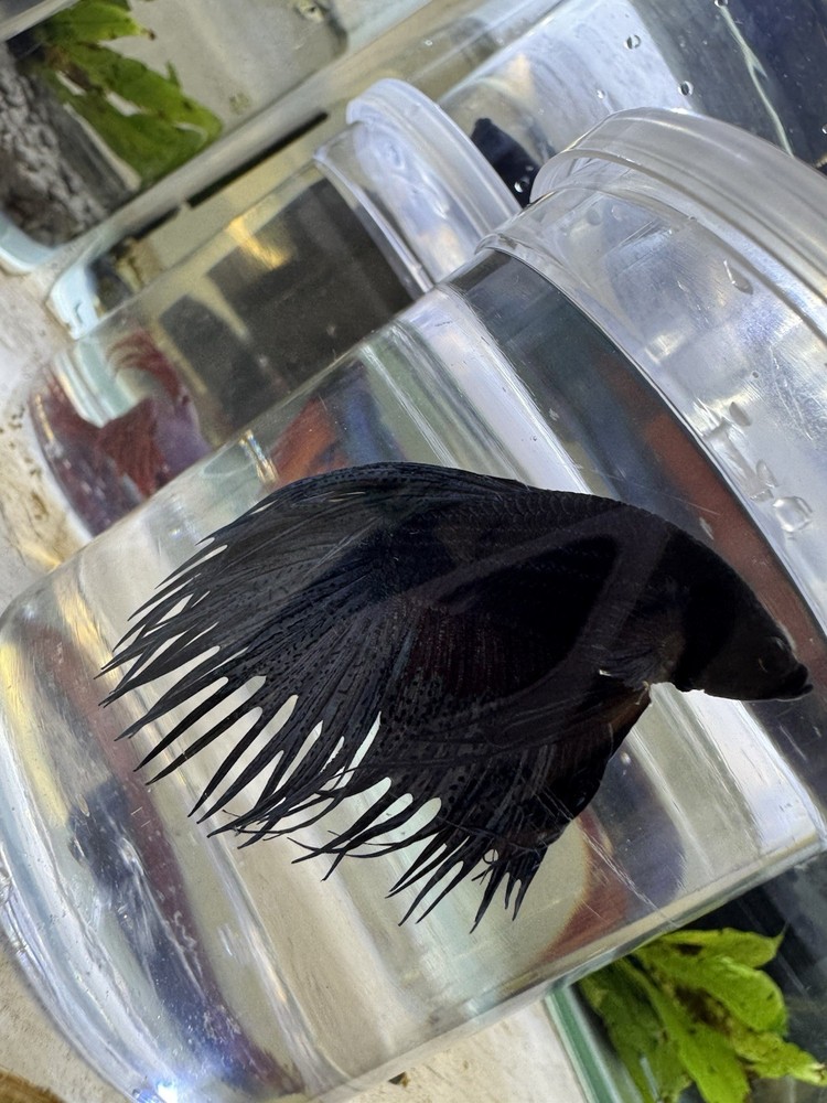 Crown tail Male Betta Live Fish