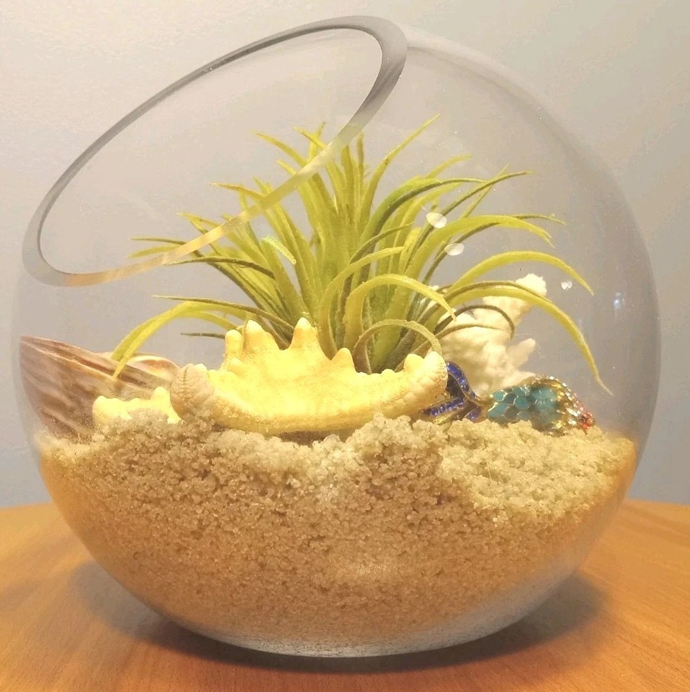 Clear Round Glass Terrarium for Tillandsia Air Plants
