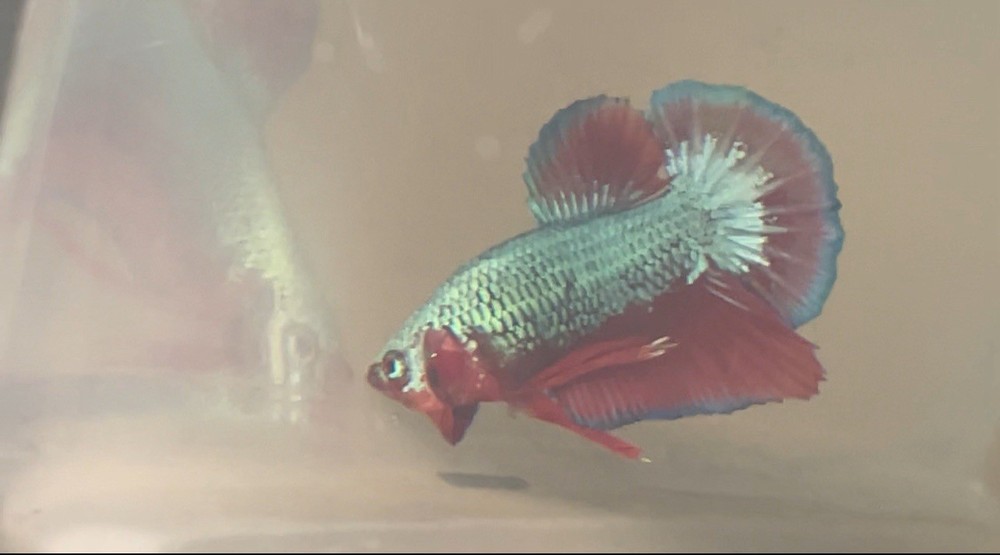 Green Dragon Betta Fish 101 Care Guide
