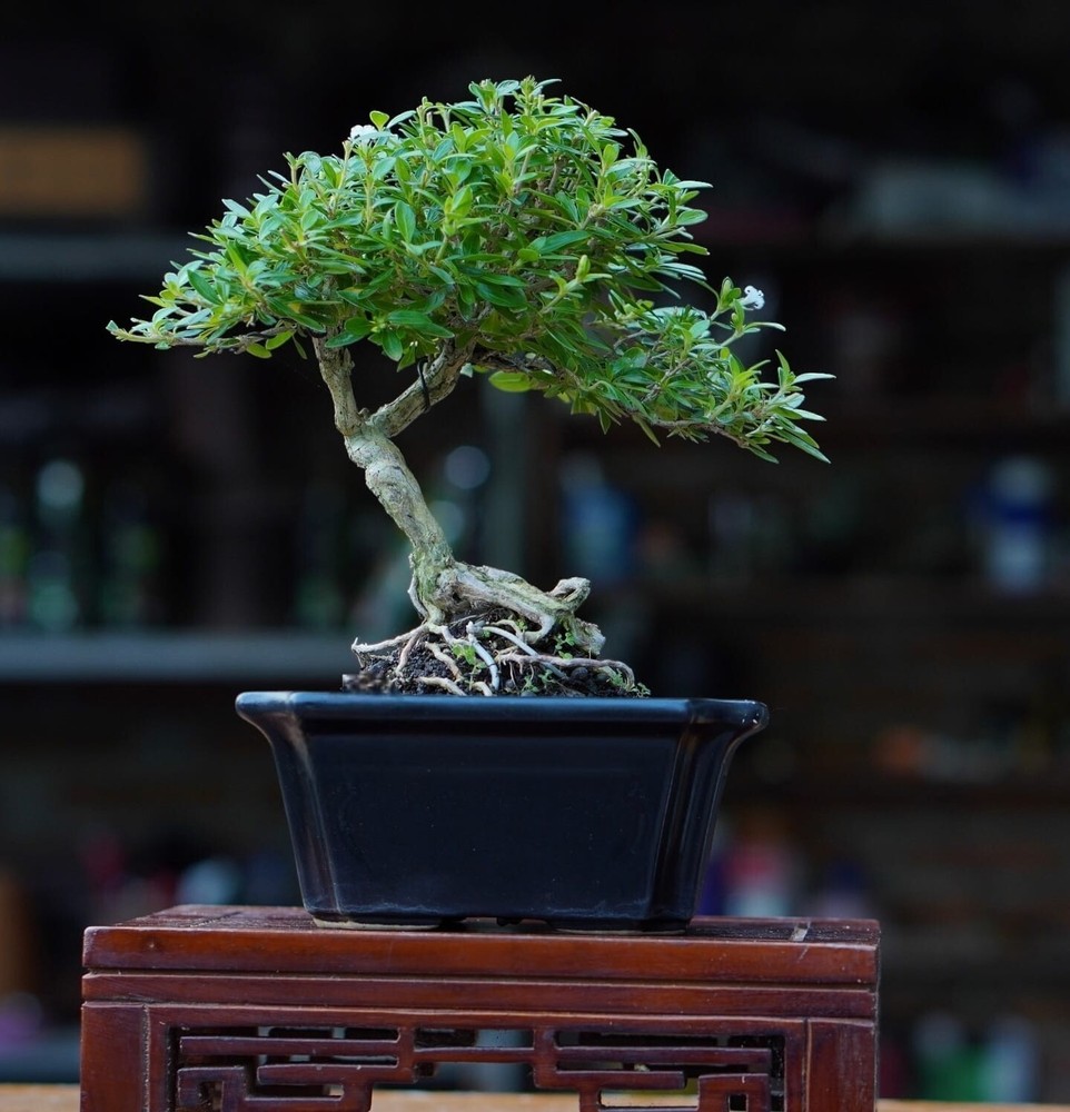 Actual plant Bonsai Serissa foetida super micro- japonica bonsai tree bonsai