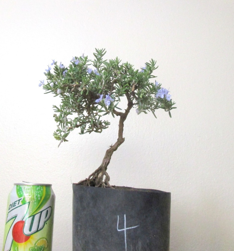 Rosemary tree for unique flowering mame shohin bonsai  #4