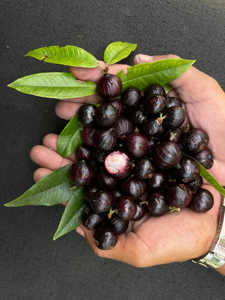 Plinia Coronata - Açú-Canaã Jaboticaba - Prof. Otto Anderson Collection - 1 YR O