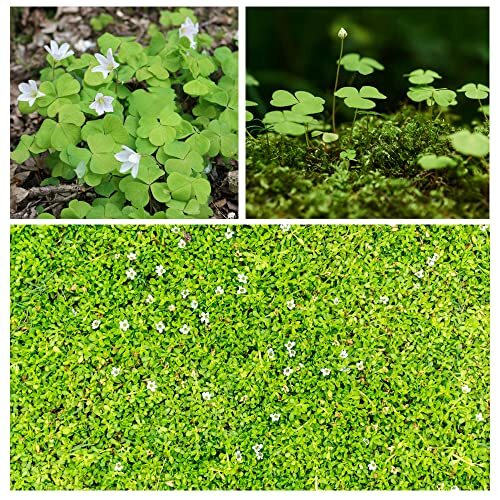 10000+ for Planting, Non-GMO Moss Ground Cover Plant White Irish Moss Seeds