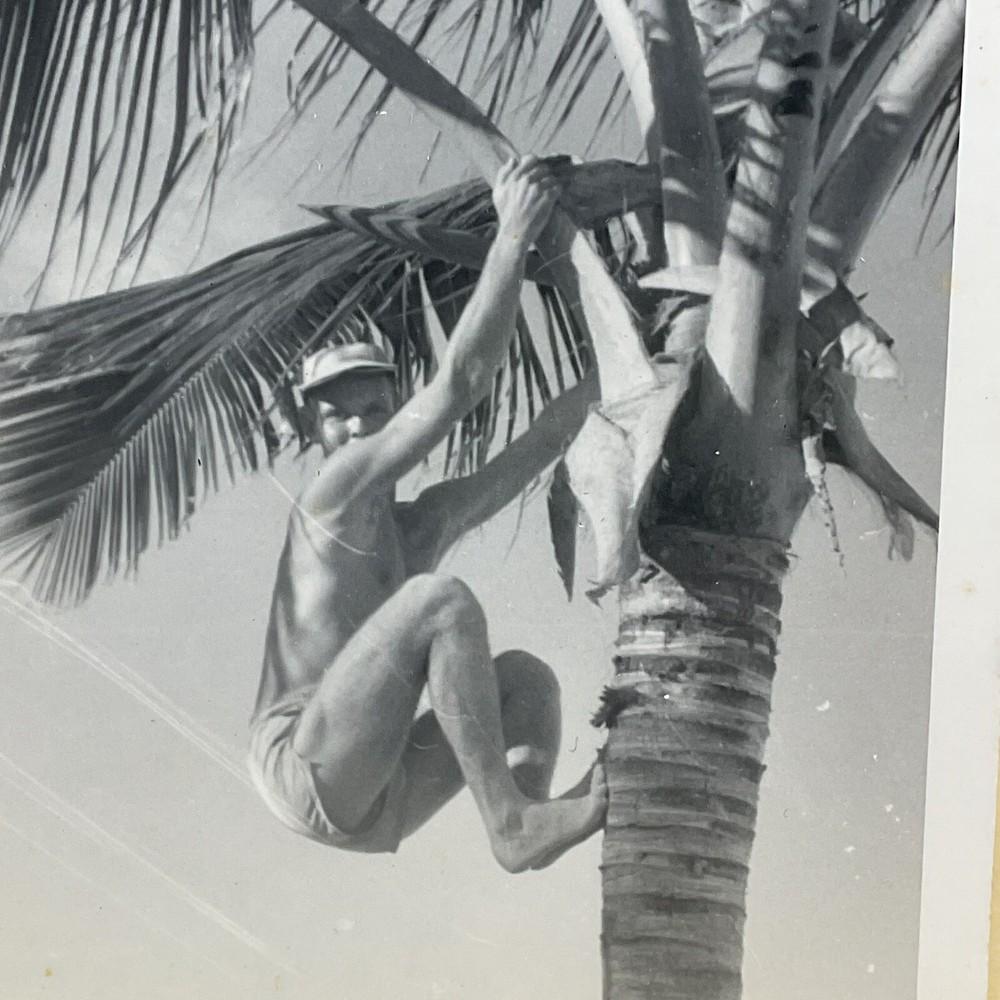 1950s Vintage Photo of Man Climbing Hanging from Palm Tree S1272