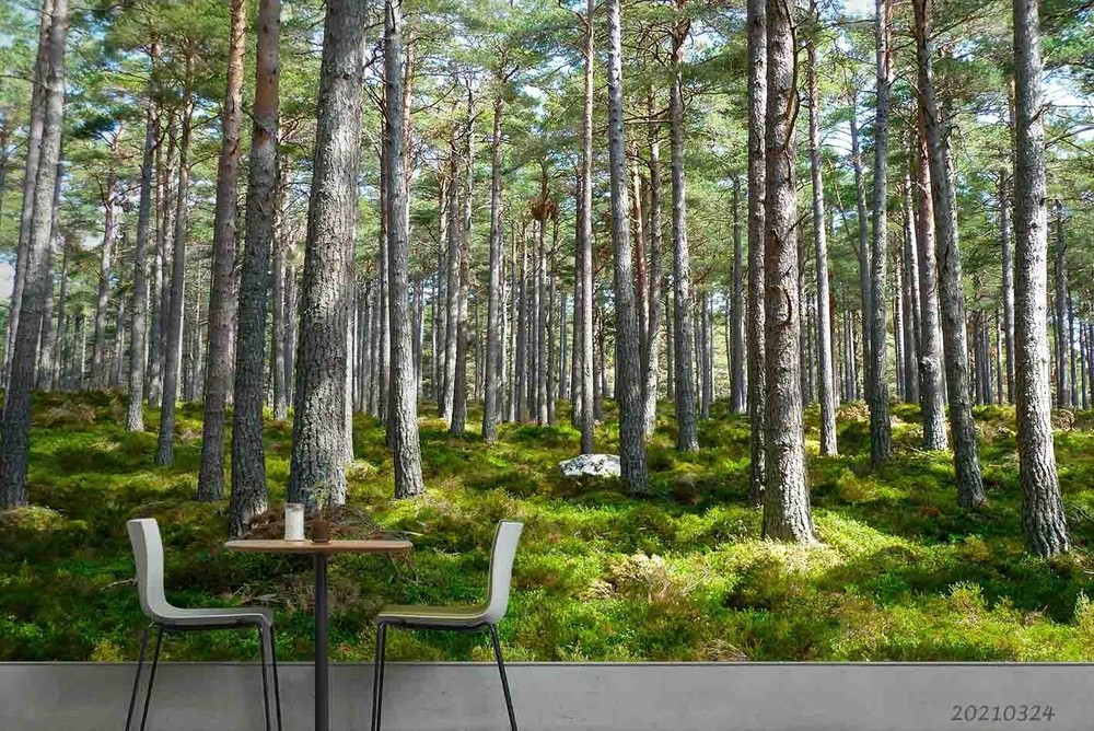 3D Forest Landscape Wall Murals Wallpaper Murals Wall Sticker