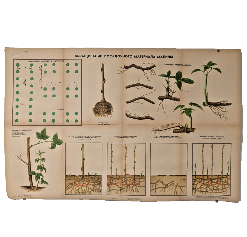 🌻 Plant Vintage Poster 1985 🌿 Soviet Boho Style 🌳 raspberry growing process