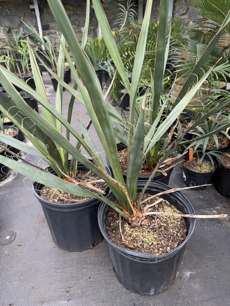 Yucca faxoniana – 3 Gallon – Texas Giant Yucca – Cold Hardy Desert Plant – Large