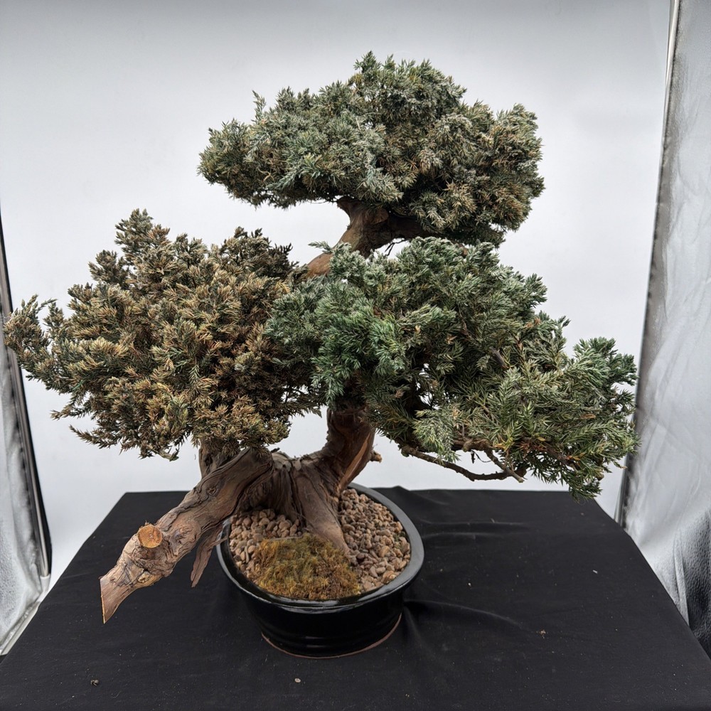 Juniper Bonsai Tree Monterey Double Trunk Preserved - Not a Living Tree 22