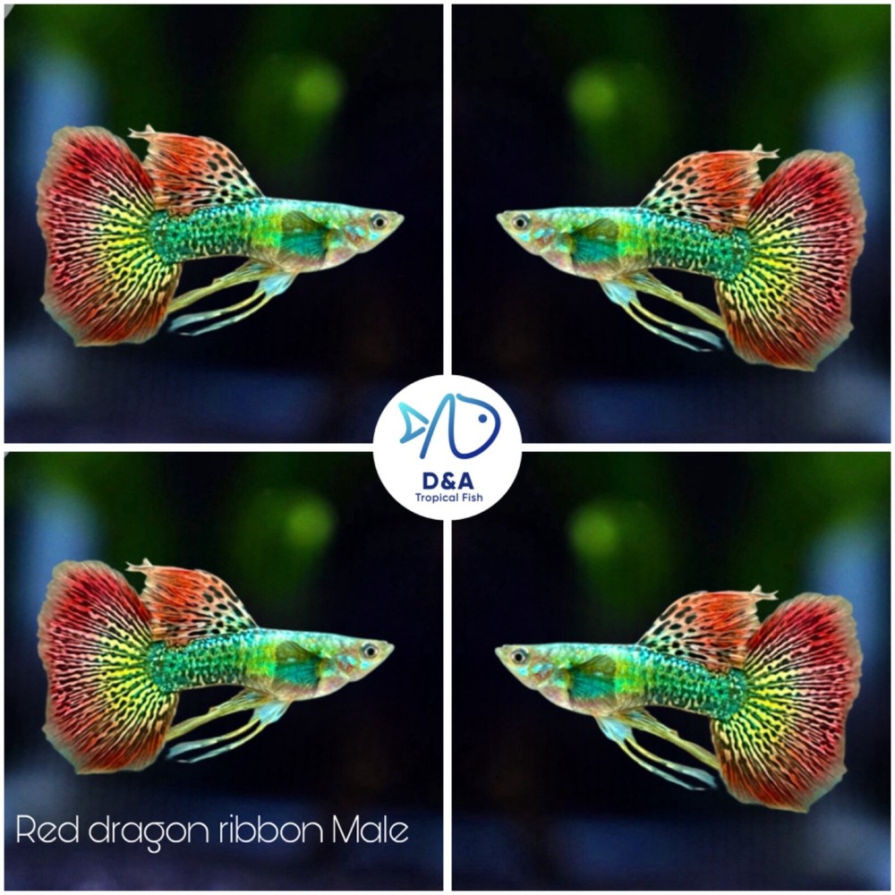 Live Guppy Fish Trio - High Quality Super Red Dragon Ribbon DBS