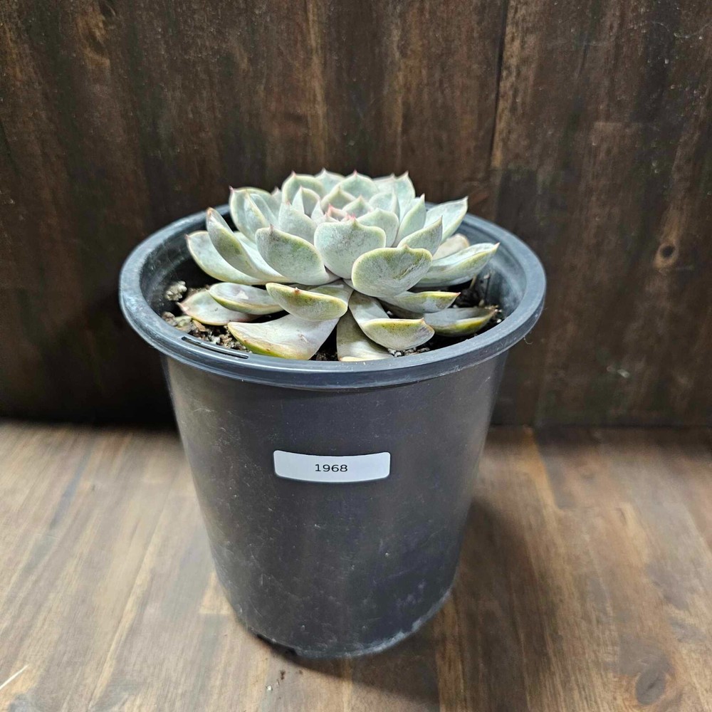 Rooted Echeveria 'Orion'  in a 1 Gallon Pot- Actual Item- CLEARANCE SALE !! 1968-image