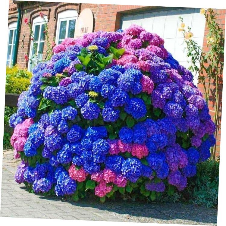 25pcs Blue Pink Purple Hydrangea - Beautiful and Hardy Perennial Flowers