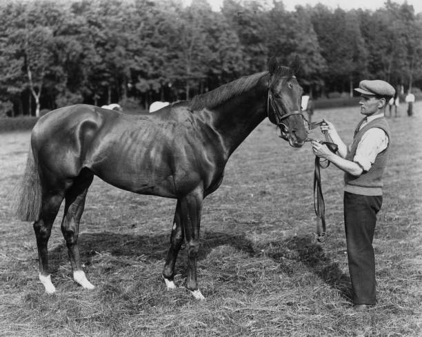1933 The Racehorse And Favourite For The Derby Hyperion Old Photo