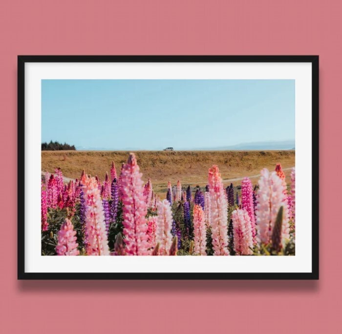 Lupin Field Print | New Zealand Lupins Print, Mount Cook Wall Art Print