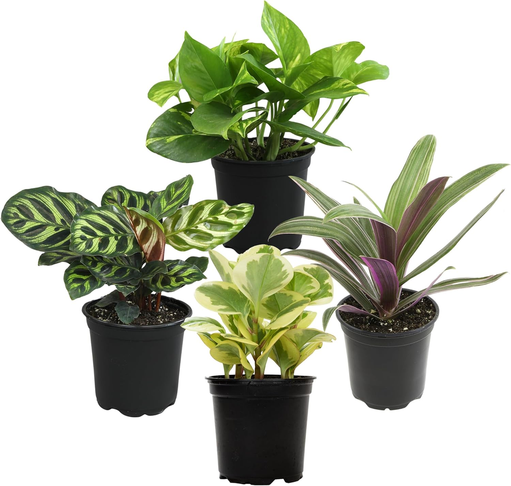 Essential Houseplant Collection (4PK) Live Plants Indoor Plants Live Houseplants